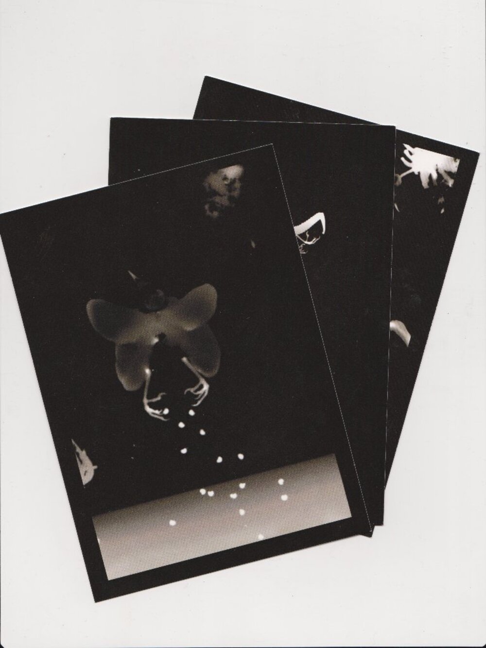 The Specimens POSTCARDS Set of 3 (Photograms, 2012) 5x7